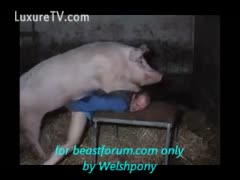 Man bows over for hog fucking 